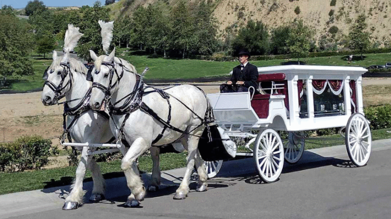 White Horses With Horse to Carry Casket in Albany Ny
