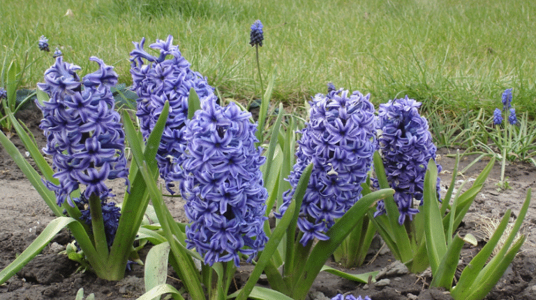 Jacinthe Hyacinthus Orientalis