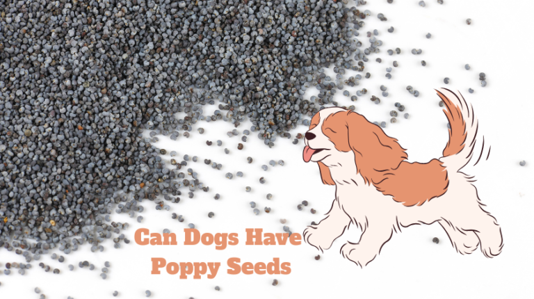 Can Dogs Have Poppy Seeds